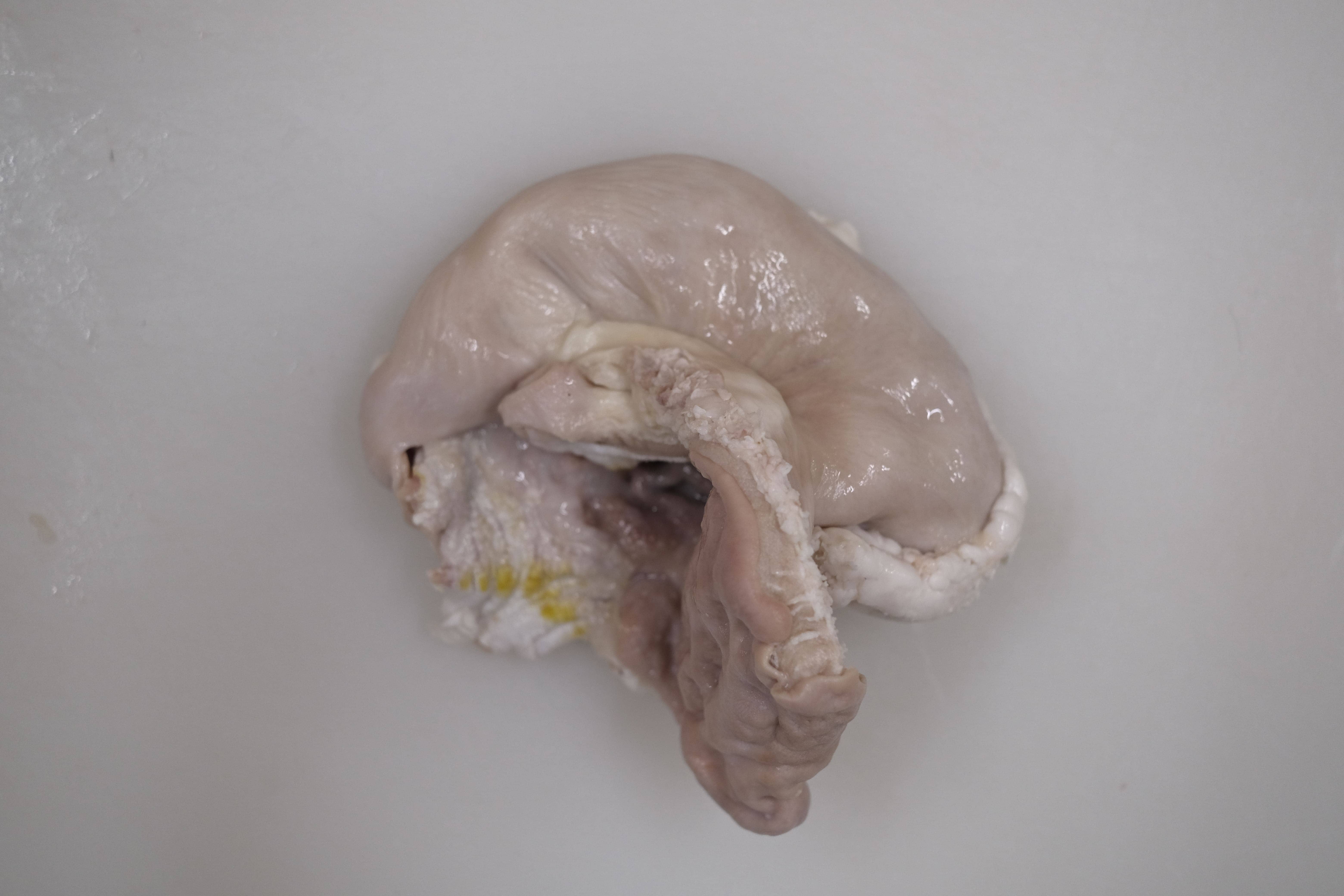 豚ガツ（胃袋）