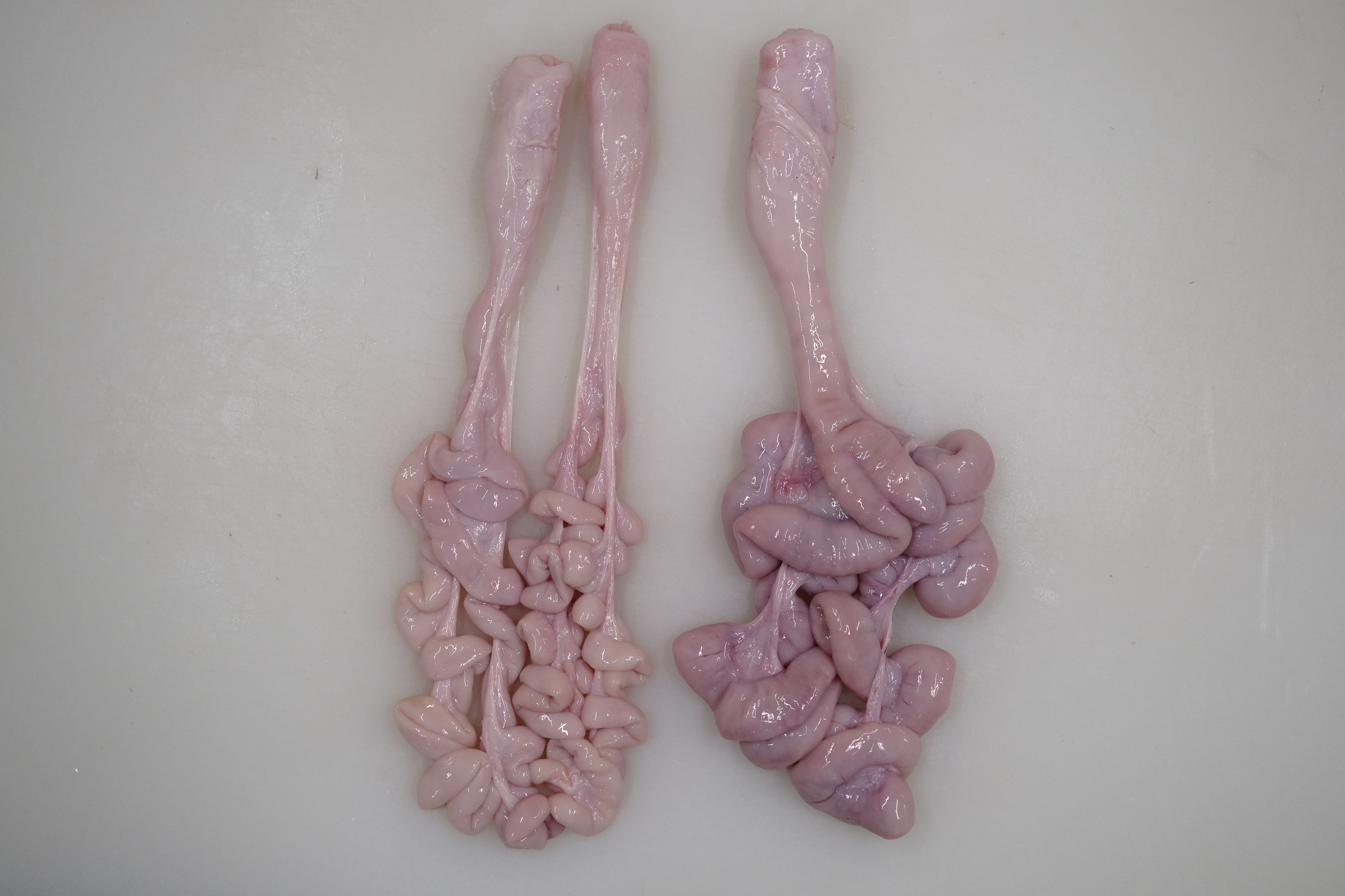 豚コブクロ（子宮）