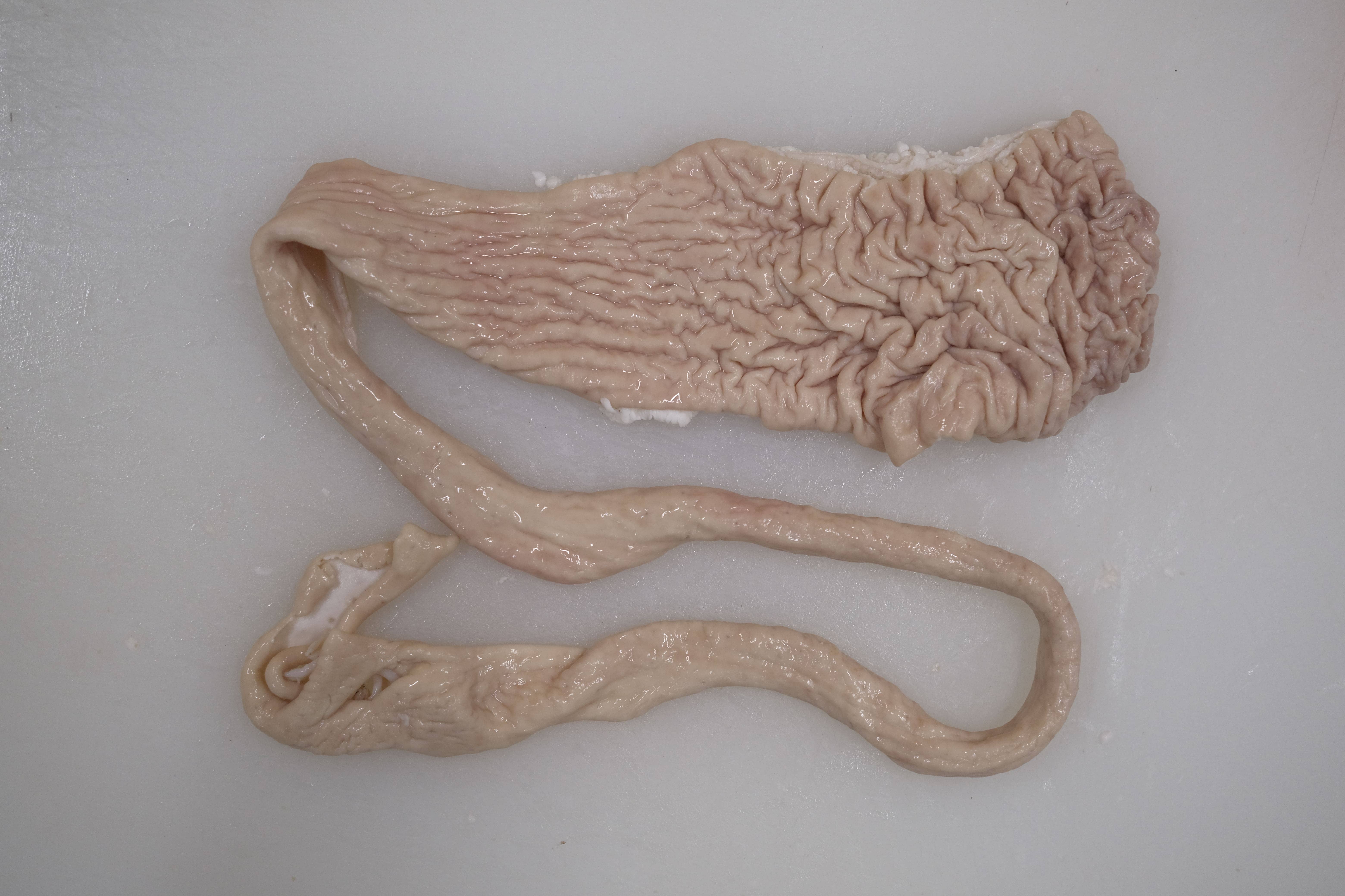 豚テッポウ（直腸）